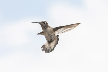 Black-chinned Hummingbird (Archilochus alexandri) Putting on the Brakes