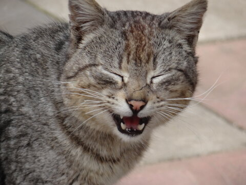 tabby cat portrait, fanny cat, smile, big cat,