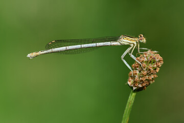 Close-up of a real feather dragonfly (Platycnemis) sitting on a blade of grass in front of a green background