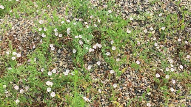 Horizontal background video-beautiful white bindweed flowers growing from crushed stone and insects fluttering over them on a sunny summer day