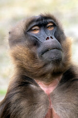 Gelada (Theropithecus gelada) close up