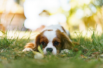 Puppy of beautiful brown white Cavalier King Charles Spaniel. Attractive dog of small breed. Excellent friendly pet and companion.