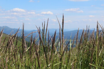 Meadow in the mountains