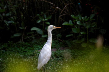The cattle egret is a cosmopolitan species of heron found in the tropics, subtropics, 
and warm-temperate zones. It is the only member of the monotypic genus Bubulcus, 
although some authorities regar