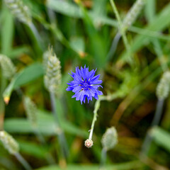 cornflowers in a farmers field with wheate
