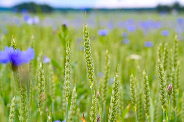 wheat and cornflowers in a farmers field