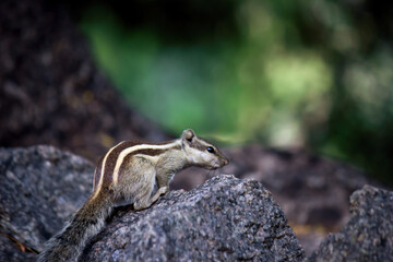 Indian Palm Squirrel sitting on the rock in a side angled pose and looking very curiously