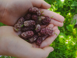 Fresh mulberries in woman hands on green grass background. Mulberry berry harvest.