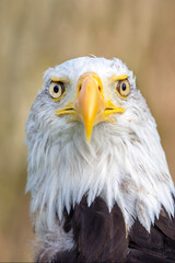 Bald eagle (Haliaeetus leucocephalus) bird portrait