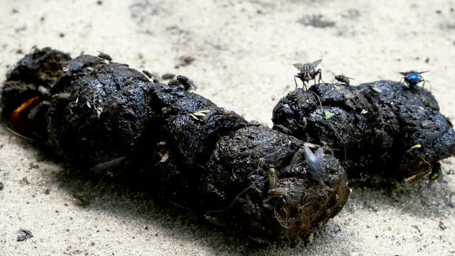 Flies gathering over pile of dog shit