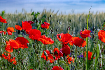 Fototapeta premium Beautiful multitude of poppy flowers growing in front of a wheat field at sunset. Copy space.