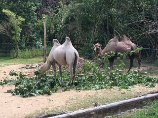 Tiere im Zoo Aschersleben (30)