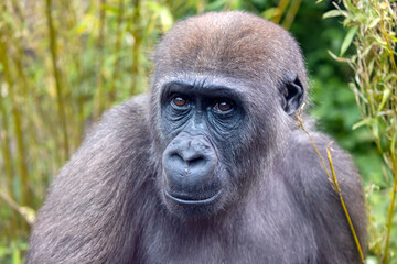 Western Lowland Gorilla in the green forest, close up