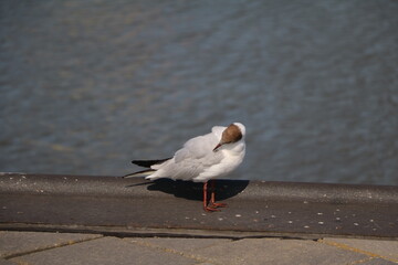 seagull, bird, möve, gull, meer, tier, natur, wasser, beach, weiß, wild lebende tiere, ozean, schnabel, feather, blau, fliege, wild, flügel, sand, küste, himmel