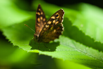 Obraz na płótnie Canvas Close-up butterfly on a green leaf against the sun
