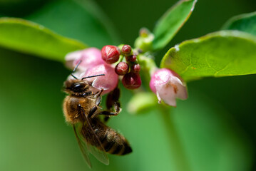 Close-up bee drinks nectar of snowberrys' flowers on green background © Tatiana