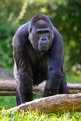 a Western Lowland gorilla with a green background