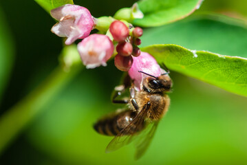Close-up bee drinks nectar of snowberrys' flowers on green background