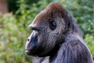 Male gorilla in the green jungle, close up