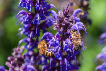 Two close-up bees in motion on  violet salvia with negative space