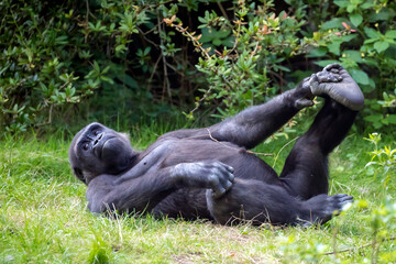 Naklejka premium Young male Western Lowland Gorilla in green forest.
