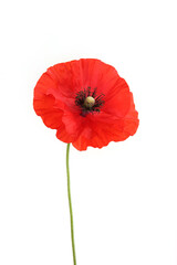 Poppy flower isolated on white background. Studio shot of beautiful single papaver.