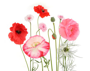 Obraz premium Poppy flowers isolated on white background. Studio shot of beautiful garden flowers.
