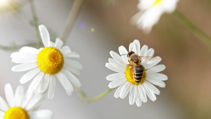 Obraz premium Macro shot of bee gathering pollen from daisy flower.