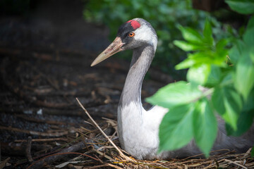 common crane (Grus grus) on nest
