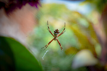 araña en su telar al asecho