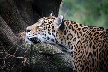beautiful jaguar (Panthera onca) in the jungle - obrazy, fototapety, plakaty