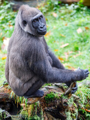 Female Western Lowland Gorilla in green forest.