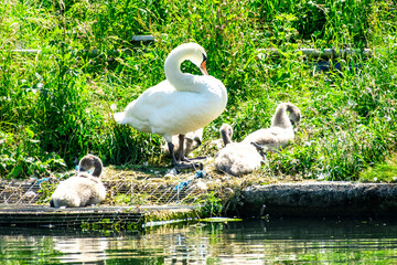 White swan and her cygnets on the river bank of the Gloucester Sharpness Canal, Gloucestershire