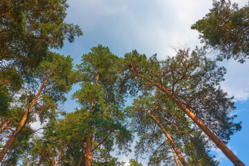 Tops of the pine trees against the blue sky, view from below