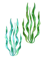 Green Seaweeds leaves watercolour as design elements. Hand drawn style. Red sea plants. Isolated on white background.