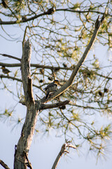 Colaptes campestris woodpecker in a tree
