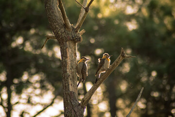 Colaptes campestris woodpecker in a tree