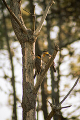 Colaptes campestris woodpecker in a tree