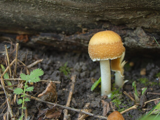 Closeup shot of a small saffron float mushroom on the forest ground