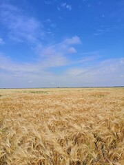 field of wheat