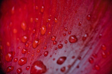 Some Water drops on abstract red surface of a leaf