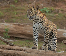 Leopard walking; leopard cub walking; Leopard; leopard cub; leopard print; leopard watching prey