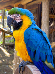 blue and yellow macaw ara
