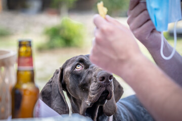 dog begging for food