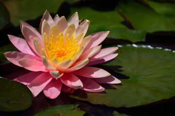 a pink water lily with yellow pollen blooms brightly in the middle of green leaves on the pond