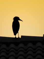 silhouette of a bird