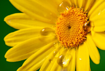 flower with rain drops - macro photography