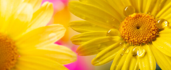 flower with rain drops - macro photography