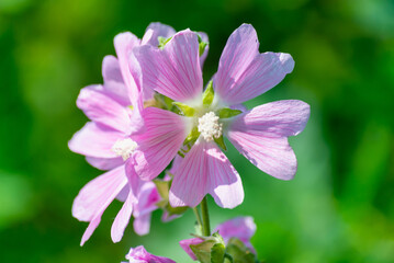 Mallow wild flower on a background of greenery.