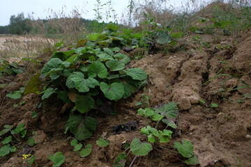 Summer forest. Green leaves and grass. Rest in Poland